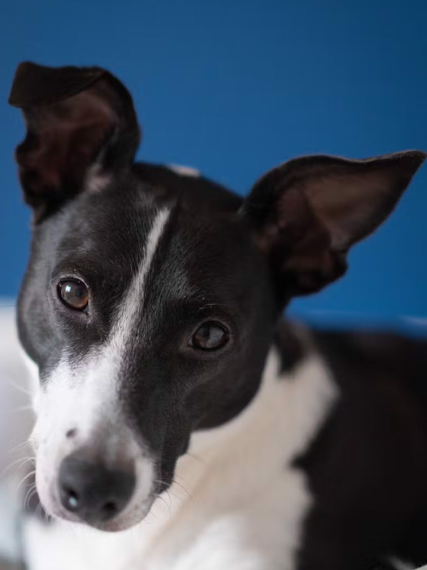 Jeannie the rescue dog from The Road Two Spoons