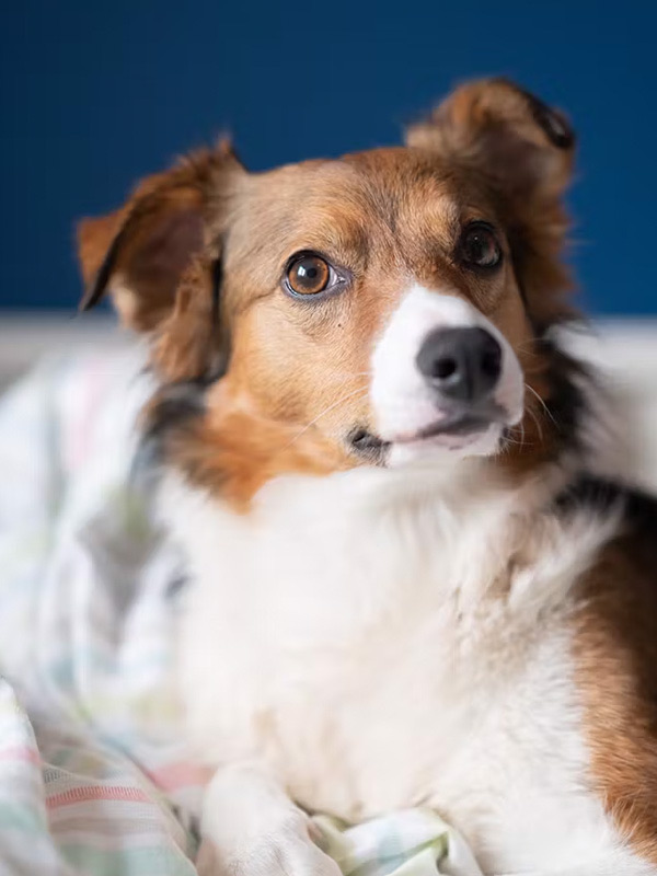 Rory the rescue dog from The Road Two Spoons