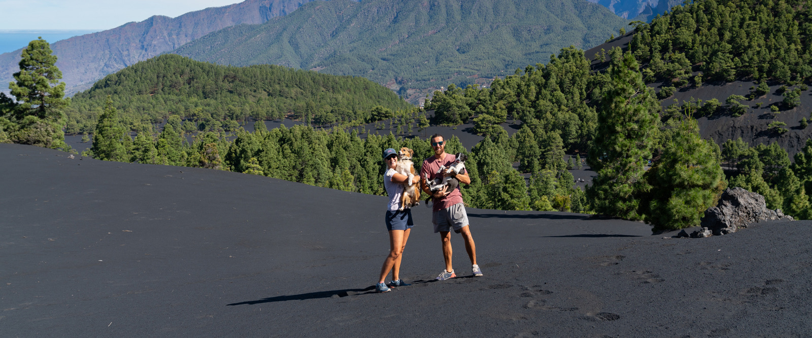 Living vanlife with dogs